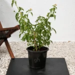 Lantana