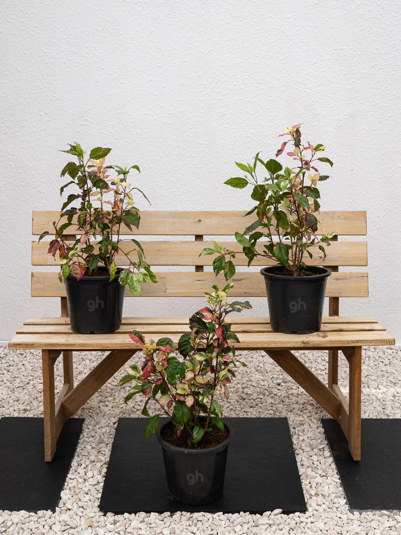 Hibiscus Variegated - Image 4