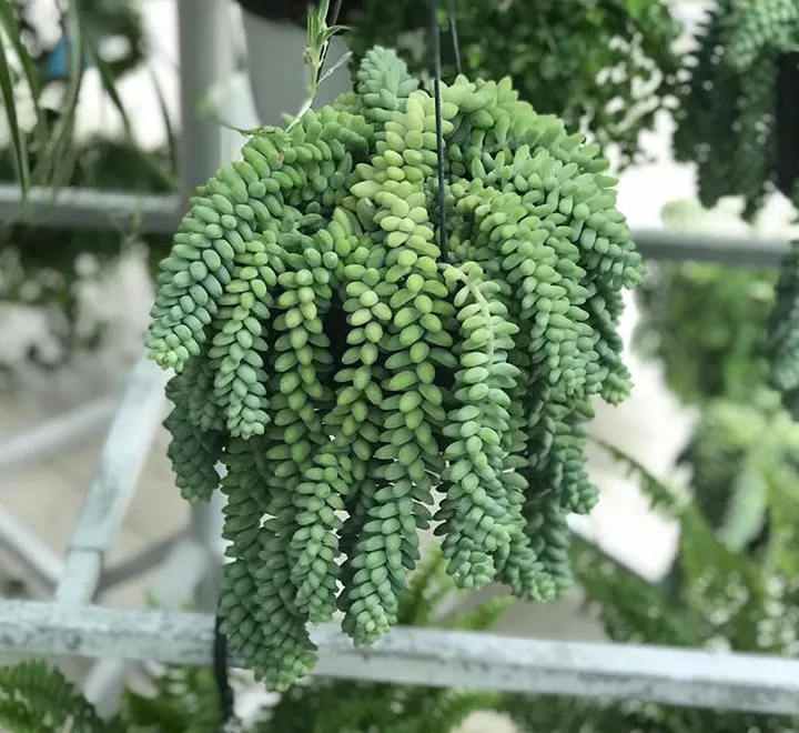 Sedum burrito “Hanging” 25 – 35cm