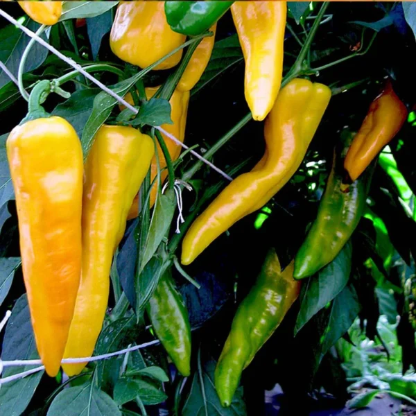 Yellow Italian Pepper | Seeds