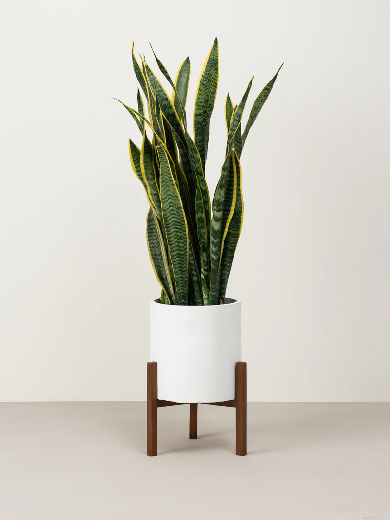 Quinn | White - Image 4