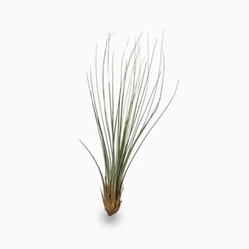 Tillandsia Juncifolia – Air Plant