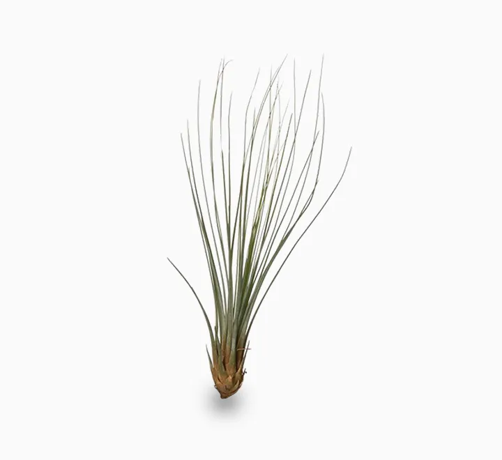 Tillandsia Juncifolia – Air Plant