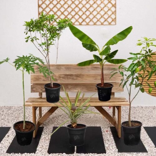 Tropical Fruit Plant Bundle