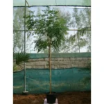 Tree Jasmine