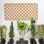 Flowering Climber Bundle