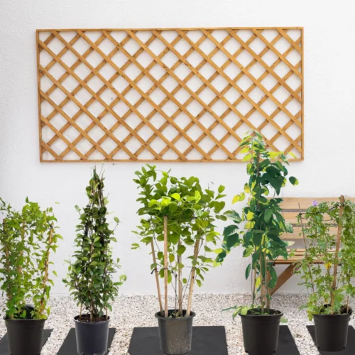 Flowering Climber Bundle