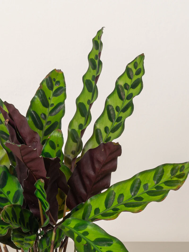 Calathea Lancifolia - Image 2