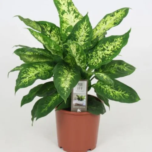Dieffenbachia Compacta