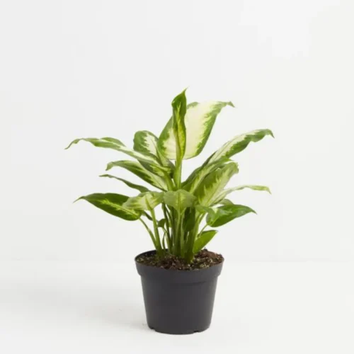 Dieffenbachia Camilla