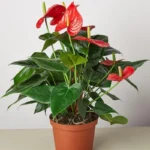 Flamingo Plant