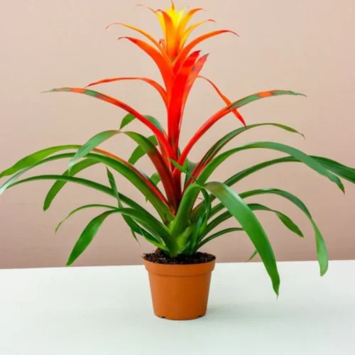 Guzmania Red and Yellow Plants or Scarlet Star