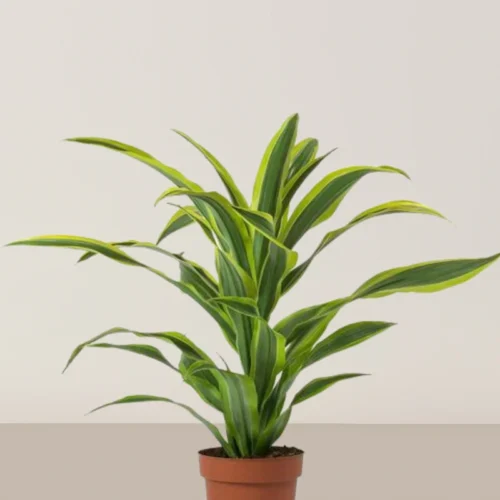 Dracaena Lemon Lime Head