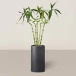 Lucky Bamboo Stick