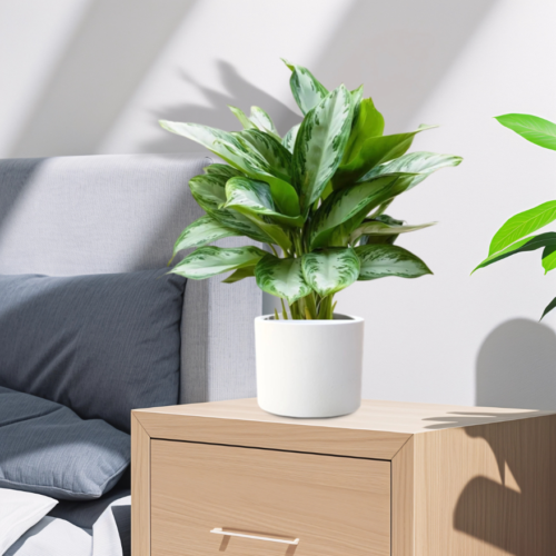 Aglaonema Pattaya Beauty