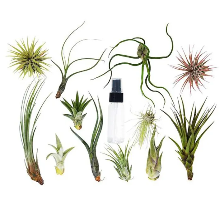 Air Plants Tillandsia Assorted in Hanging Transparent pot “Terrarium” 4-10cm - Image 3