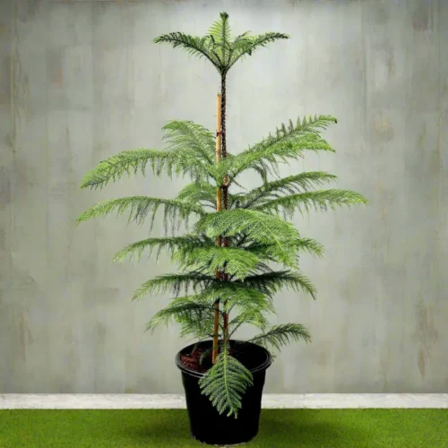 Araucaria Heterophylla Indoor “Norfolk Island Pine