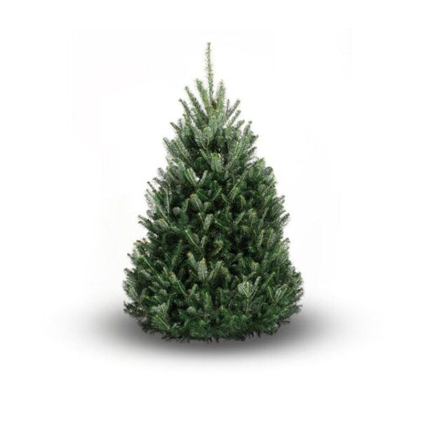 Real Fraser Fir Christmas Tree 5-6 ft - Image 3