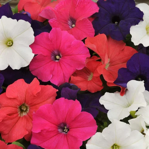 Hybrid Petunia | Seeds