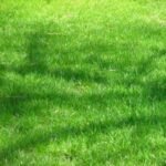 Grass | Seeds
