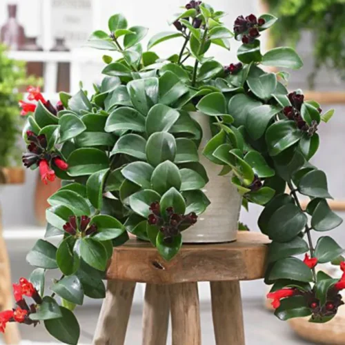 Aeschynanthus or Mona Lisa