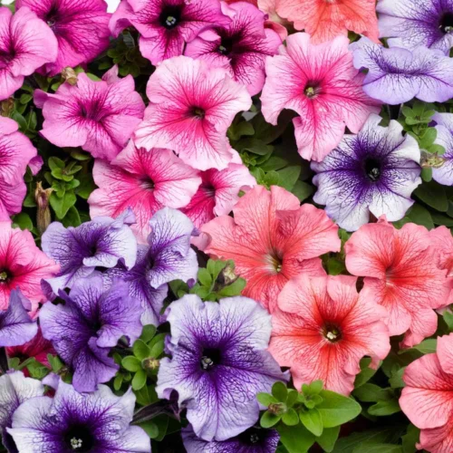 Petunia | Seeds
