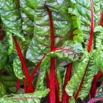 Swiss Chard | Seeds