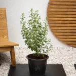Texas Sage