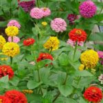 Zinnia | Seeds