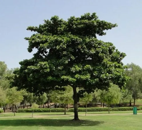 Ornamental Trees