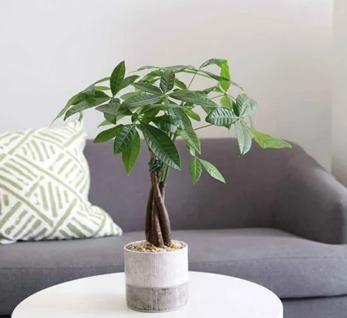 Feng Shui Indoor Plants