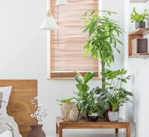 Best Selling Indoor Plants