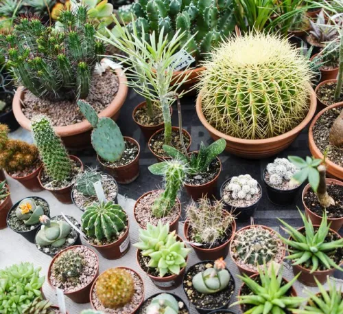 Cactus Garden