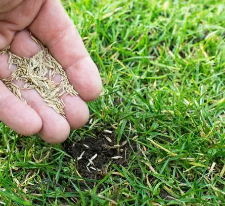 Grass Seeds