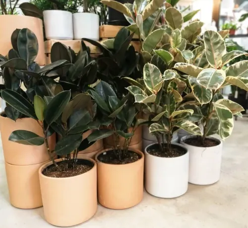 Low Maintenance Plants