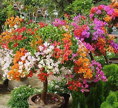 Outdoor Flowering Plants