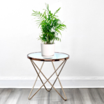 Aglaonema Silver Queen Chinese Evergreen Plant