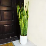Sansevieria Trifasciata ‘Laurentii’ or Snake Plant
