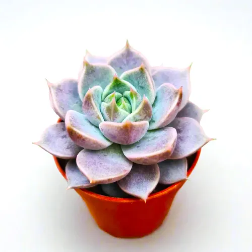 Indoor Succulents and Cactus